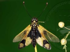 Libelloides-macaronius_самка